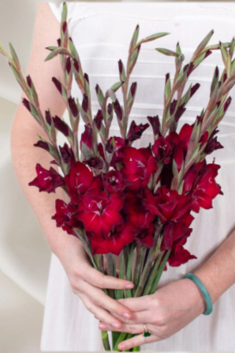 Red  Gladiolus Flower