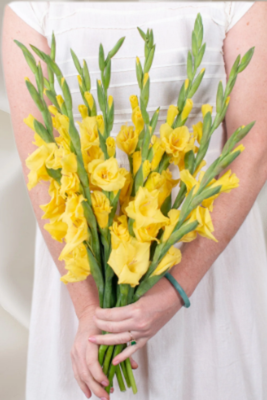 Yellow  Gladiolus Flower