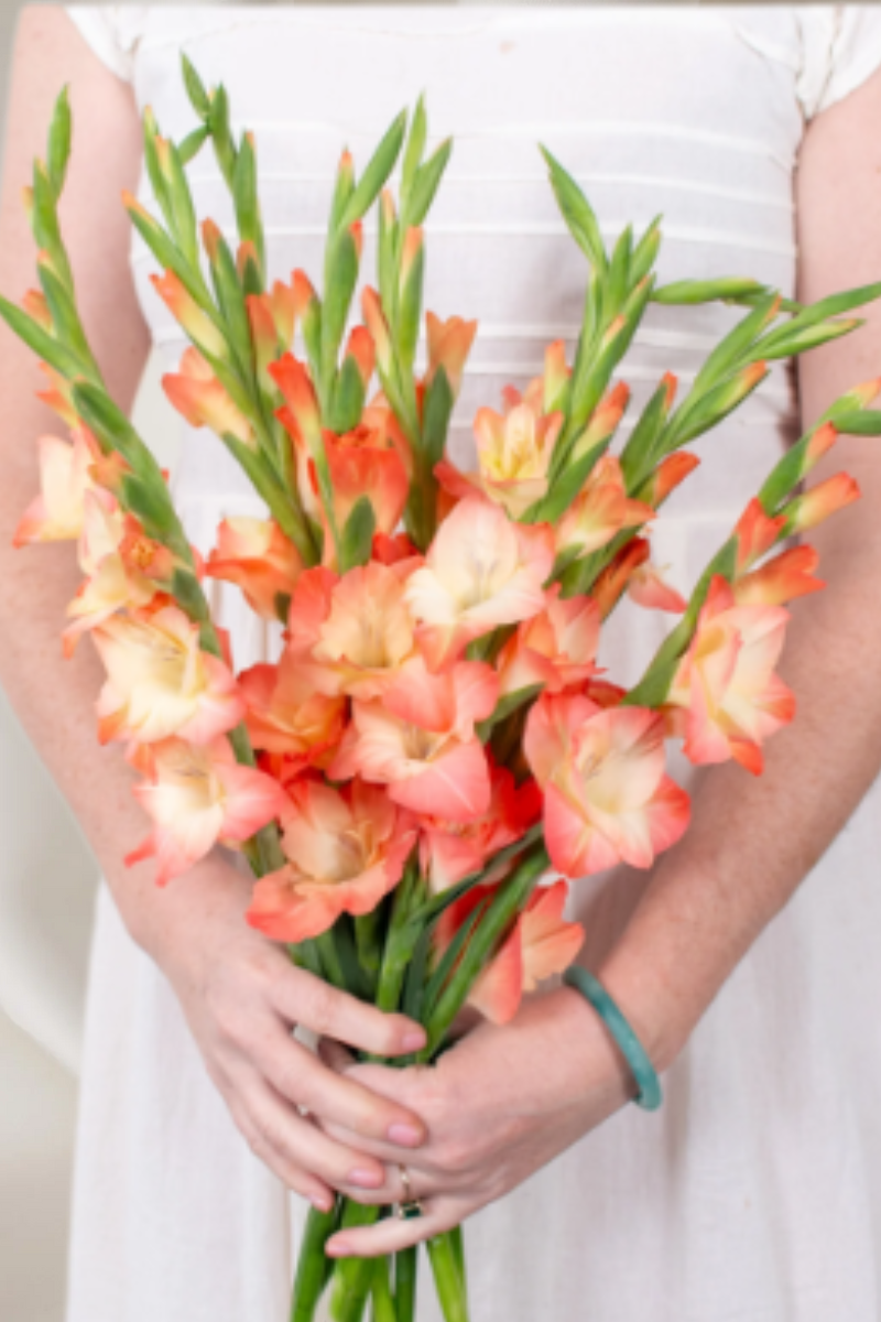 Peach Gladiolus Flower