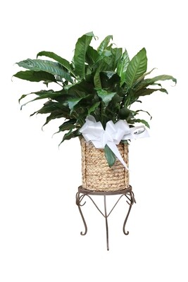 Large Premium Foliage in Decorative Basket