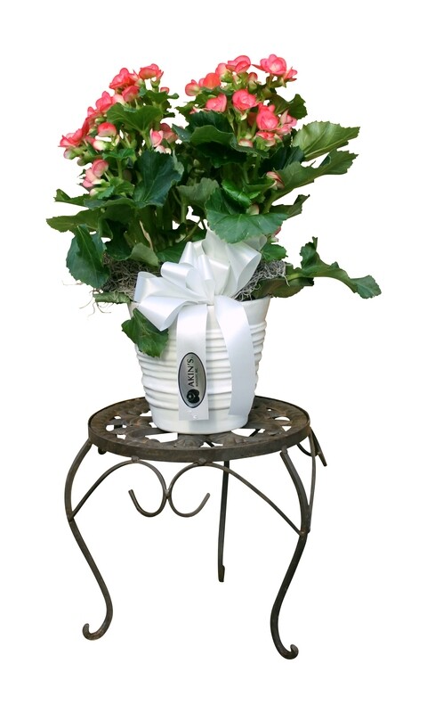 Small Deluxe Foliage in Decorative Basket