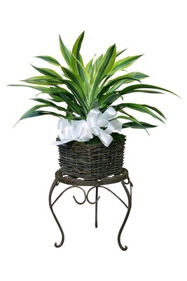 Small Premium Foliage in Decorative Basket