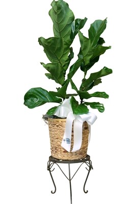 Large Deluxe Foliage in Decorative Basket