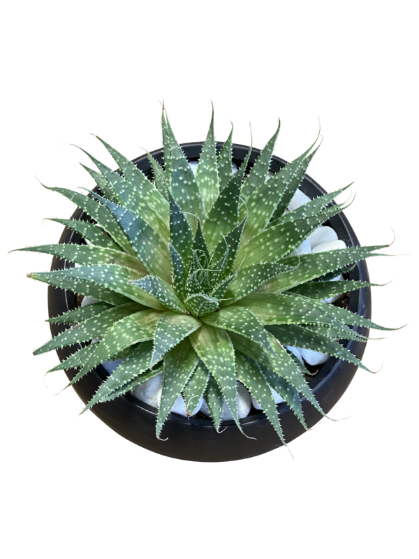 Succulent Garden