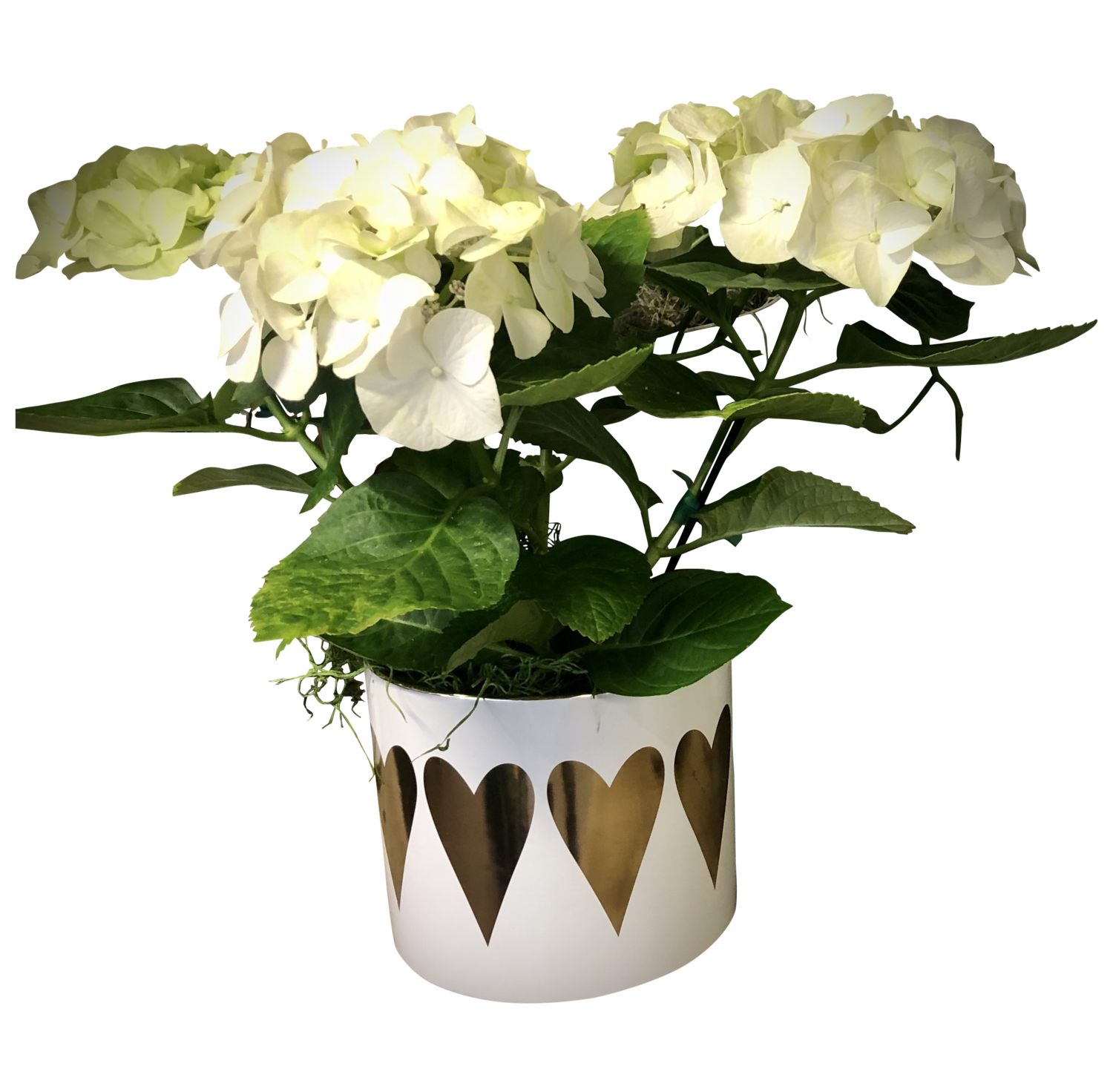 Blooming Hydrangea in Decorative Pot