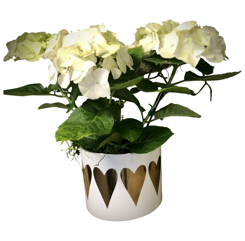 Blooming Hydrangea in Decorative Pot