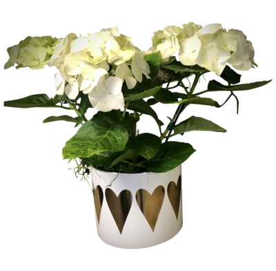 Blooming Hydrangea in Decorative Pot