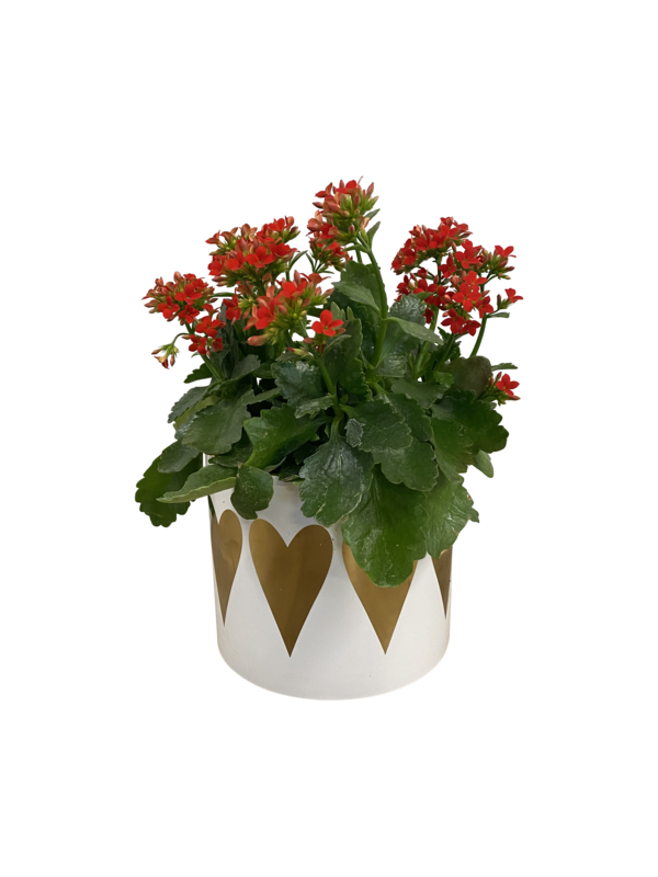 Blooming Kalanchoe