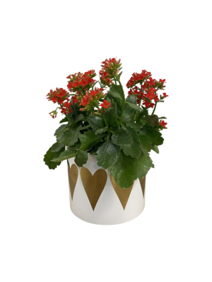 Blooming Kalanchoe