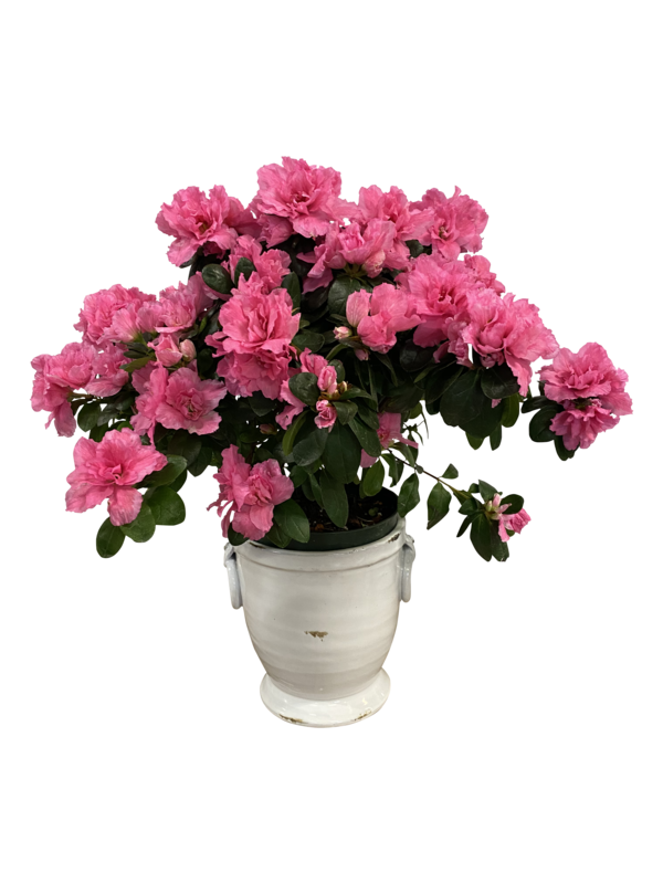 Azalea in Bloom, in Upgraded Ceramic Pot