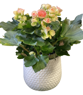Florist Begonia in Decorative Pot
