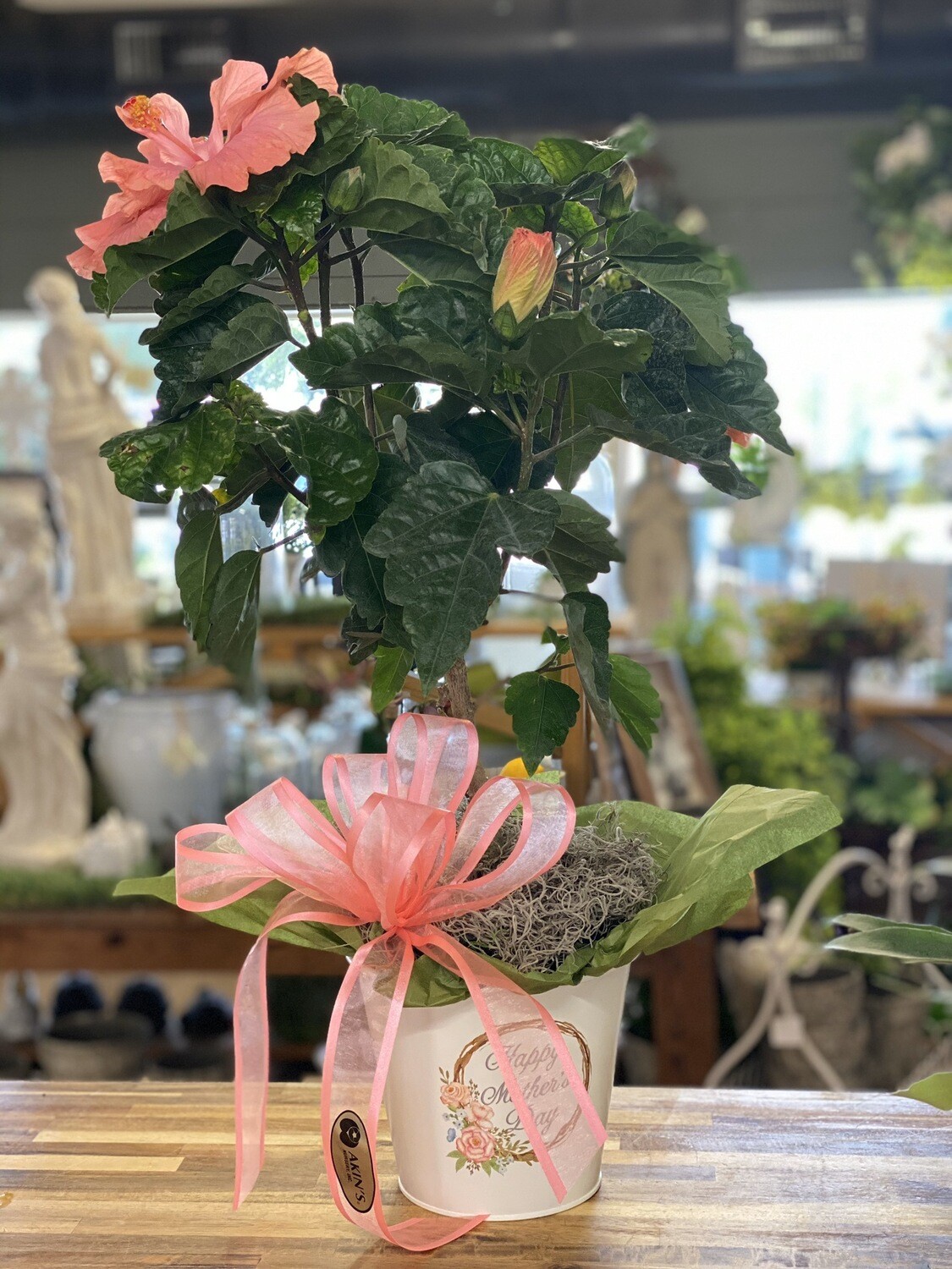Hibiscus in a Mother’s Day Pot
