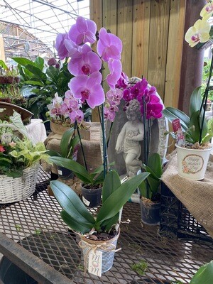 Orchids (real) In A Pot