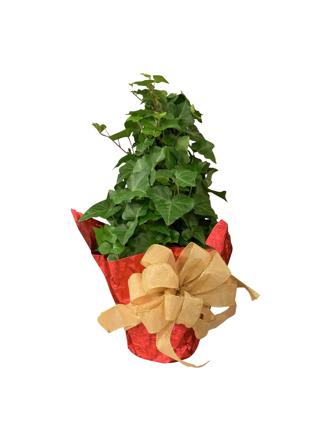 Ivy Topiary