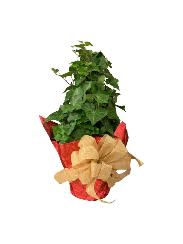 Ivy Topiary