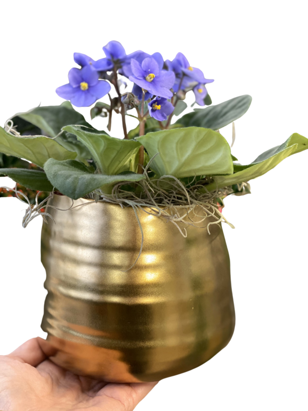 African Violet with Gold Ceramic