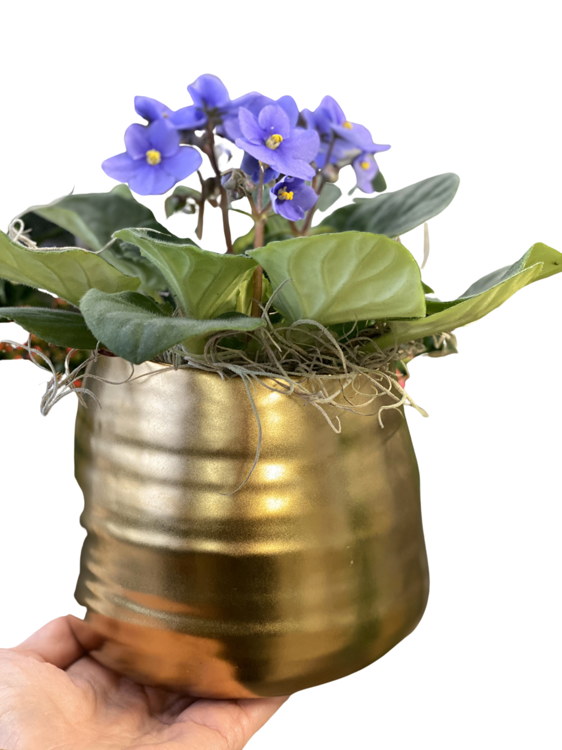 African Violet with Gold Ceramic