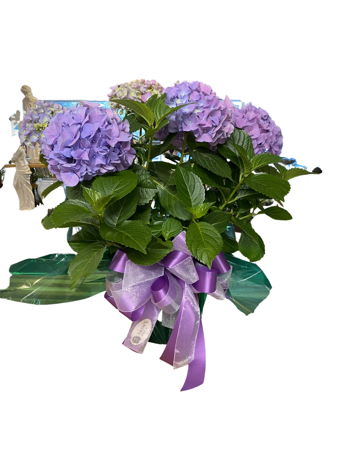 Hydrangeas In Bloom!