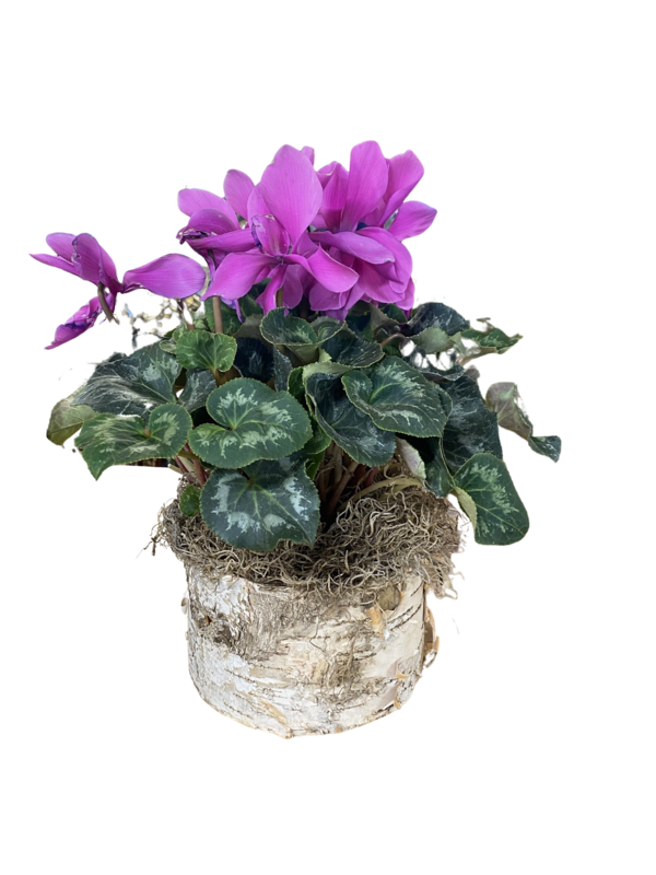 Blooming Cylcamen in Decorative Pot