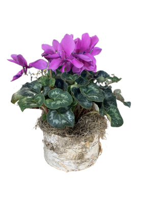 Blooming Cylcamen in Decorative Pot