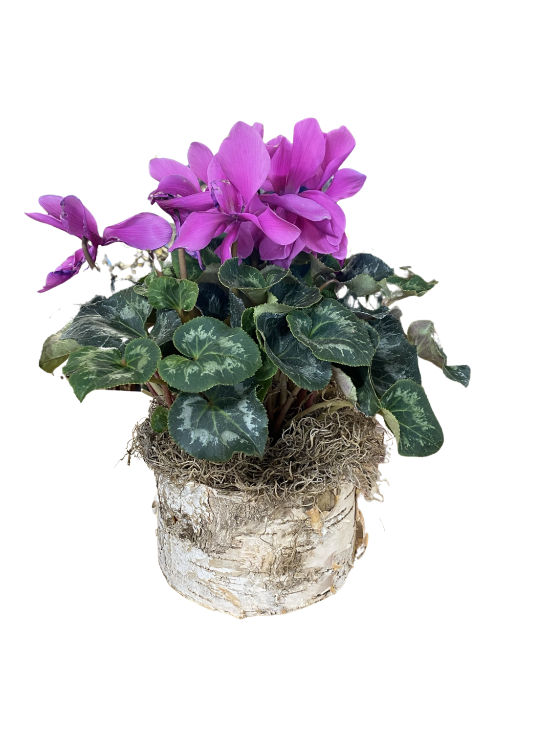 Blooming Cylcamen in Decorative Pot