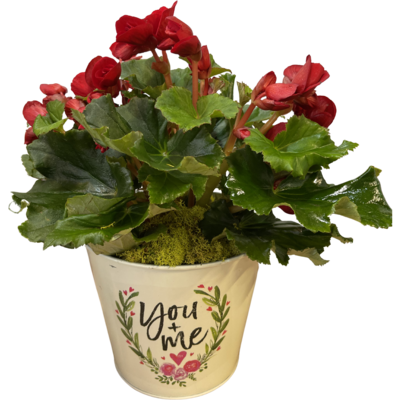 Rieger Begonia in Valentine's Pot