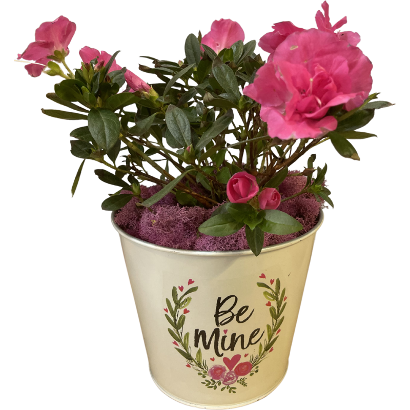 Blooming Azalea in Valentine's Pot