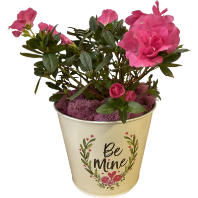 Blooming Azalea in Valentine's Pot