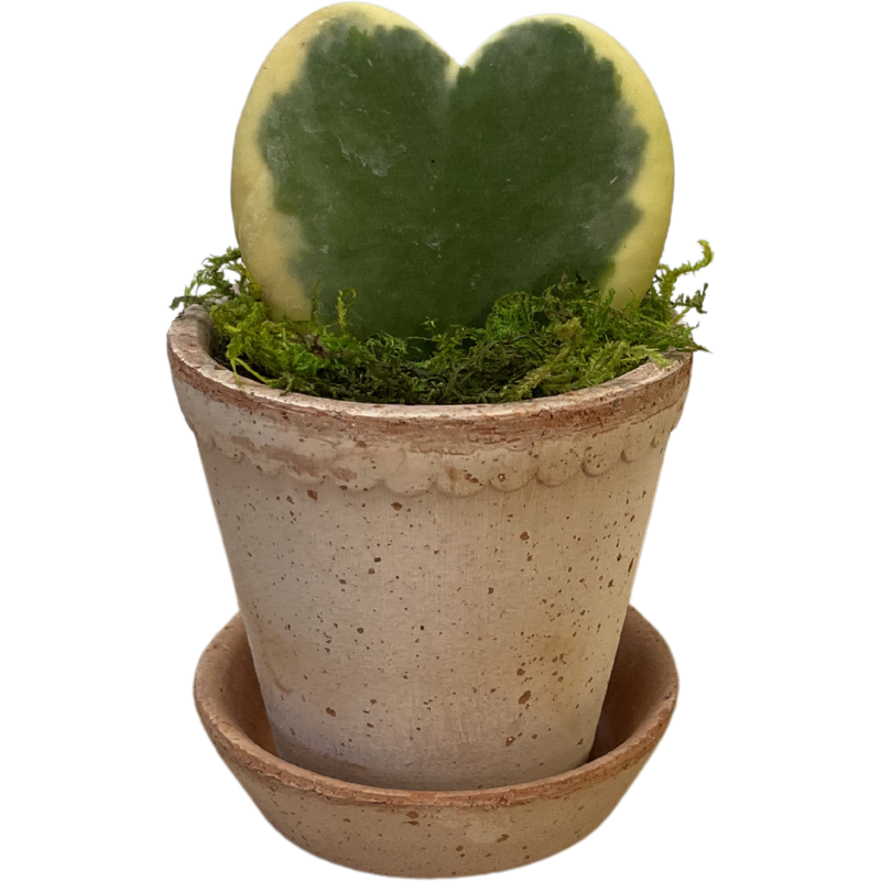 Heart Hoya in Bergs Pottery
