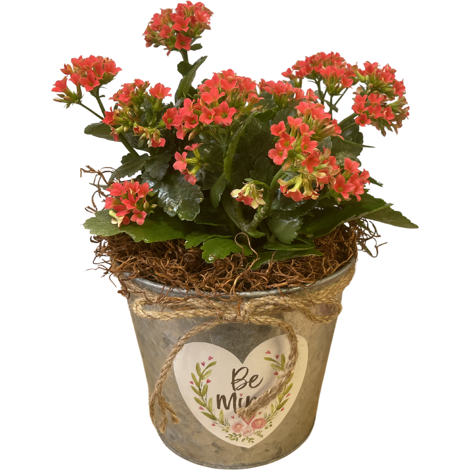 Blooming Kalanchoe in Valentine's Pot
