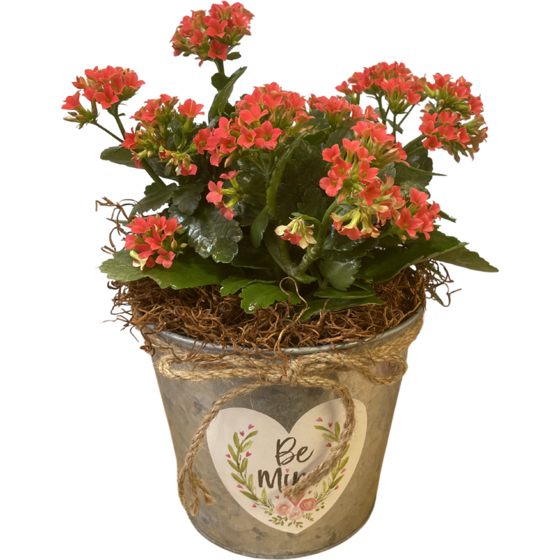 Blooming Kalanchoe in Valentine's Pot
