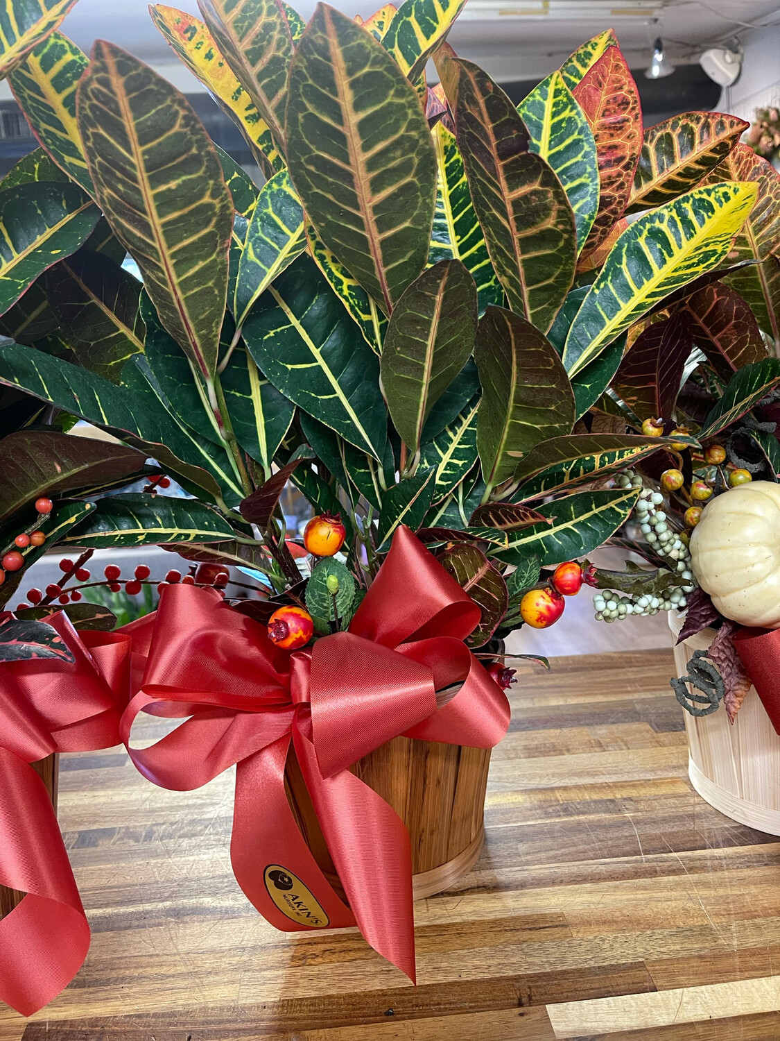 Premium Croton - With Bow And A Basket