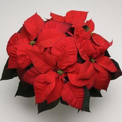 Poinsettia - Wrapped with a Bow & Delivered