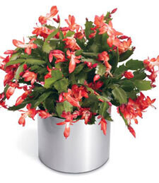 Christmas Cactus