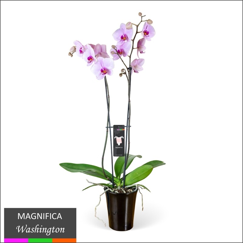 Orchids (real) In A Pot