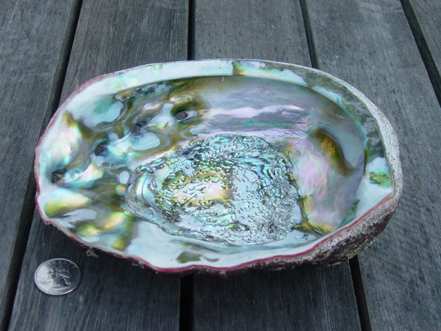 Smudging Abalone Shell