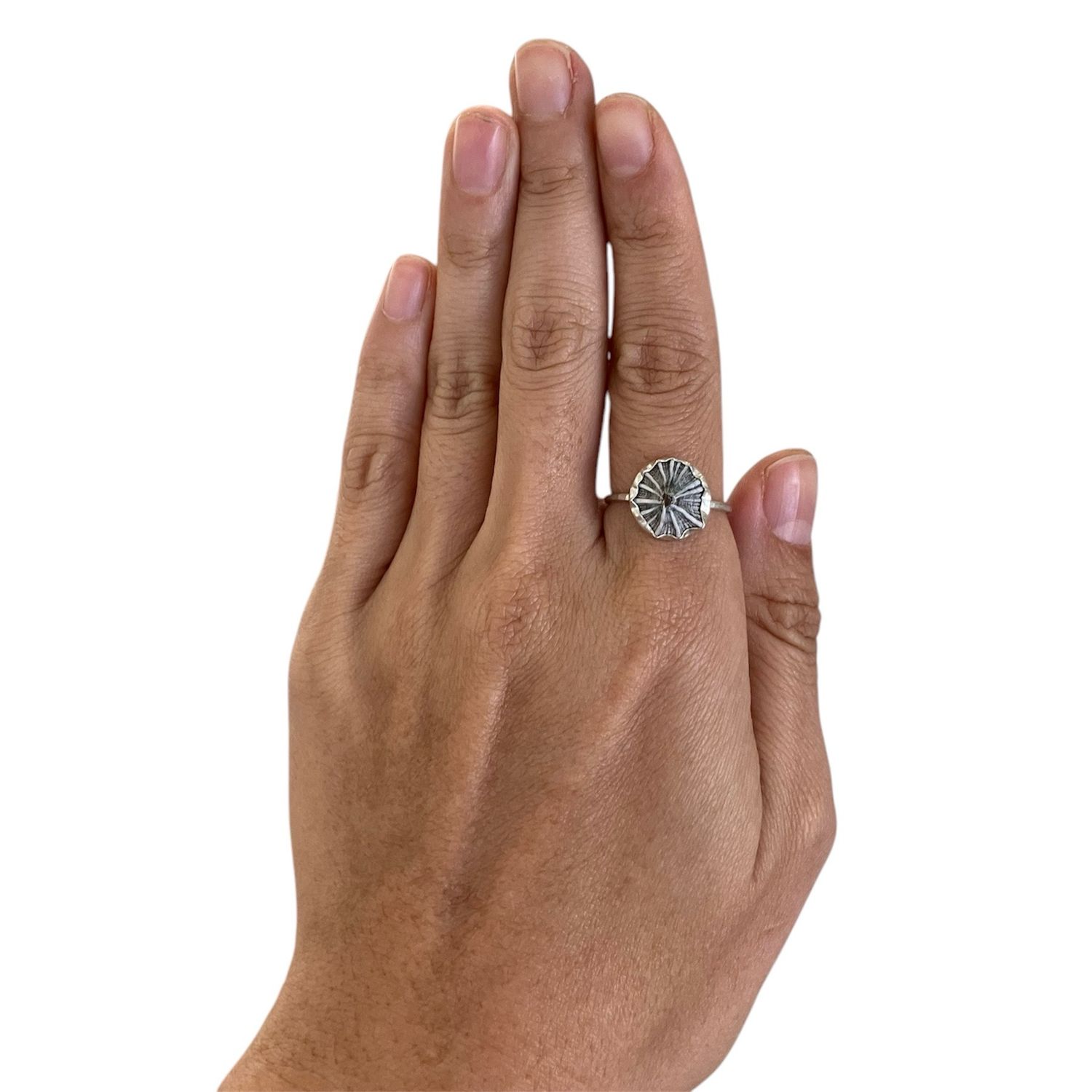 Opihi Shell Ring Limpet