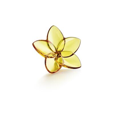 Baccarat THE BLOOM COLLECTION - Amber