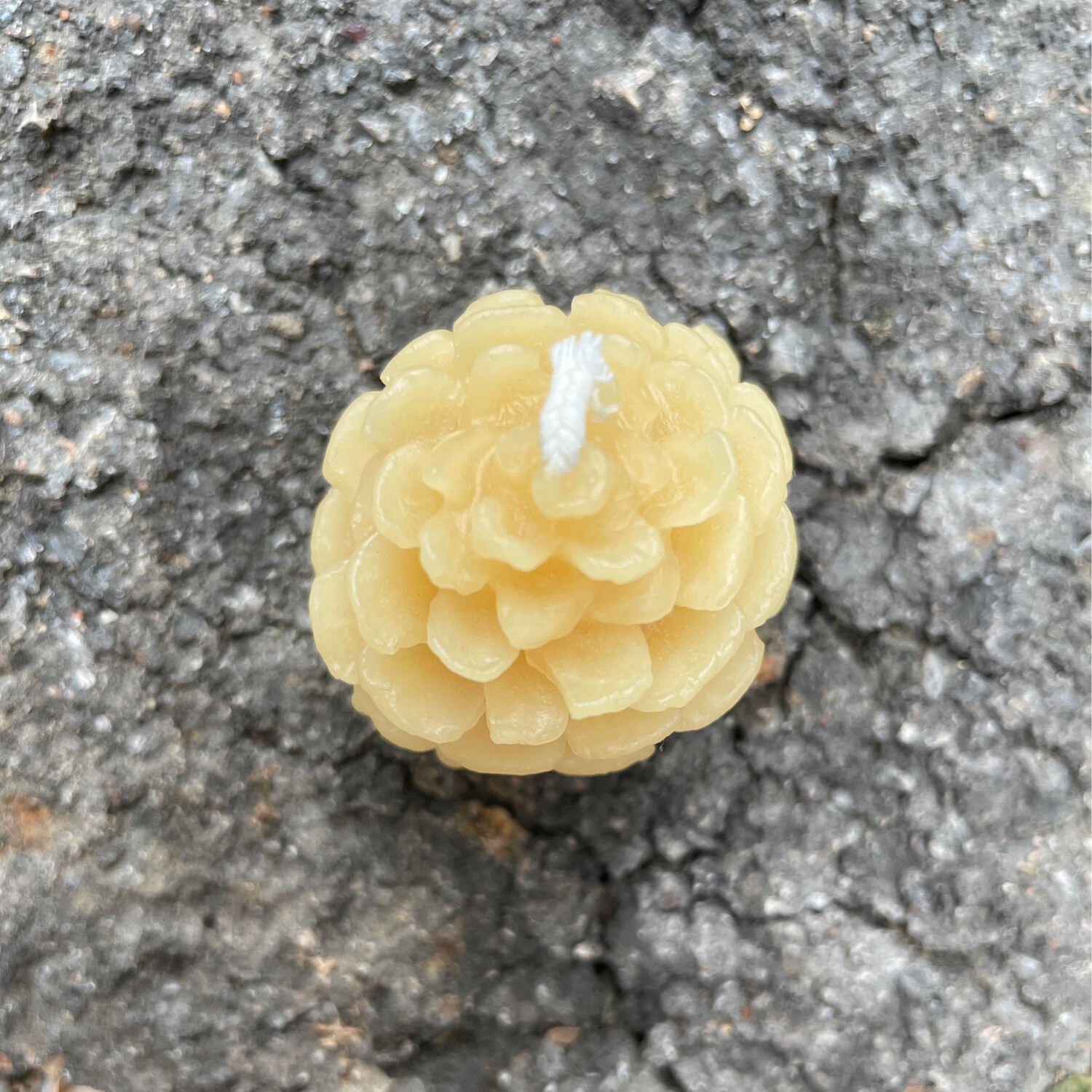 Candle: Pine Cone (Mugo) Small Tea Light