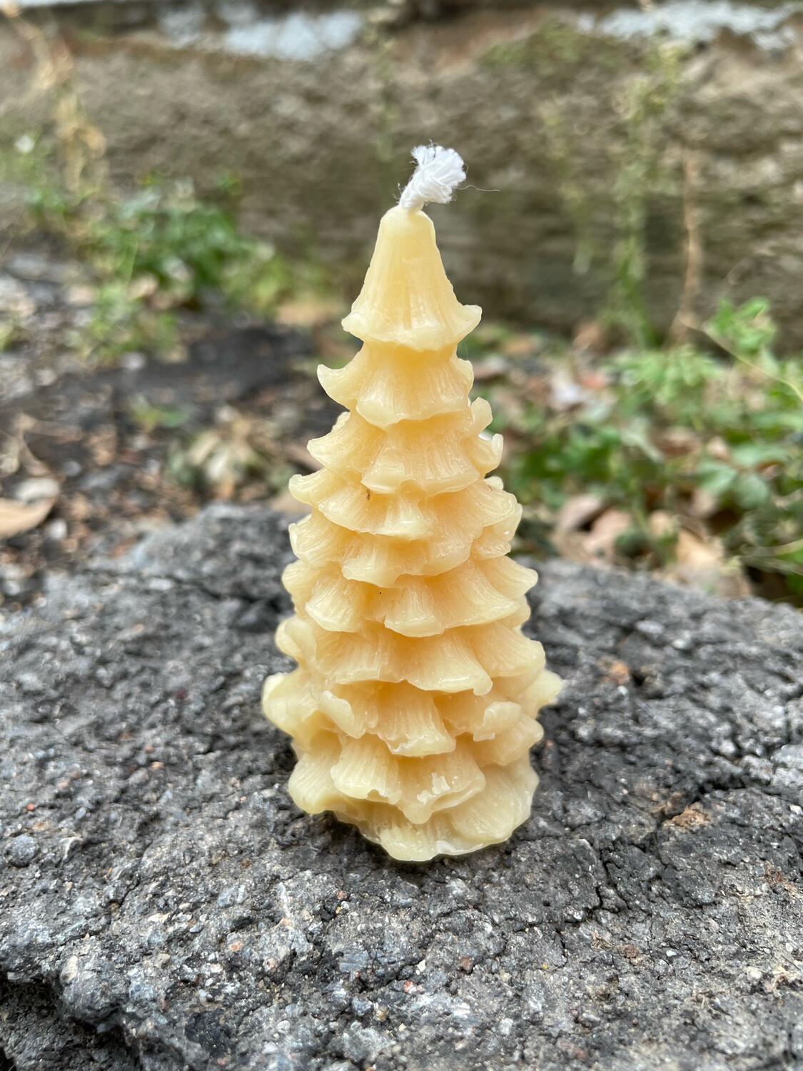 Candle: Tree - Pine Scallop Sm Votive