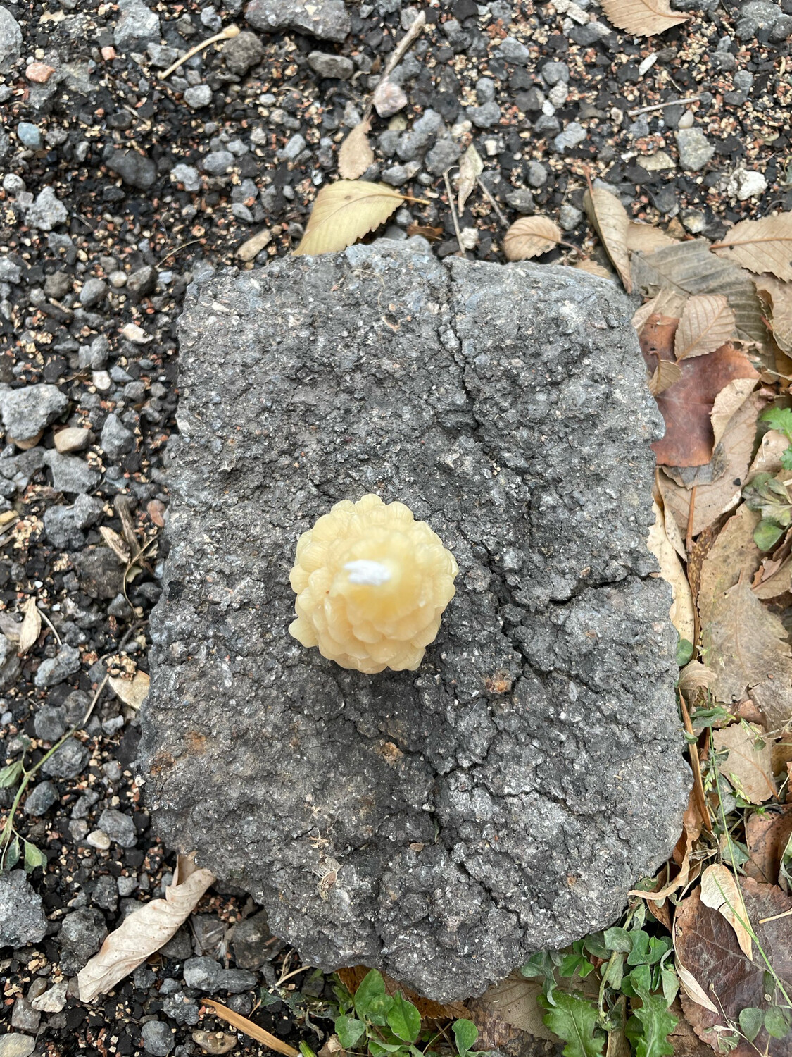 Candle: Tree - Pine Scallop Sm Votive