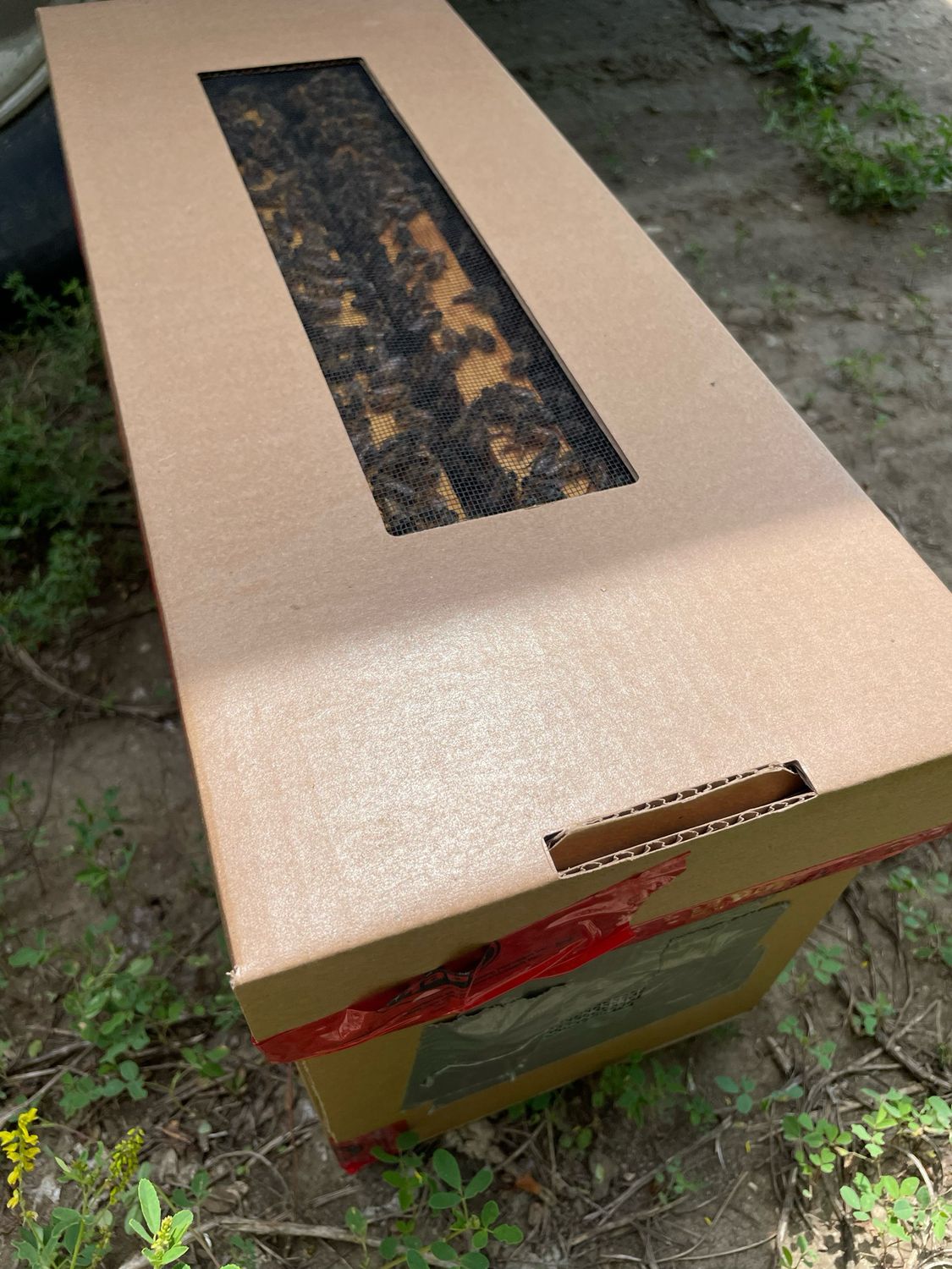 BEEKEEPING Supplies: Nuclear Colony of BEES - four frames, in a cardboard nuc box