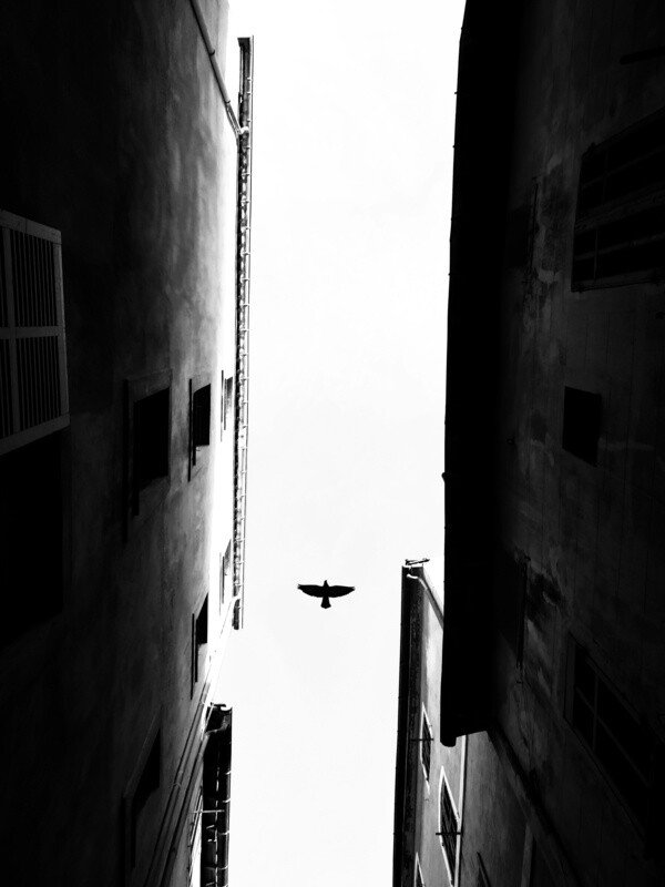 &quot; L&#39;oiseau &quot;