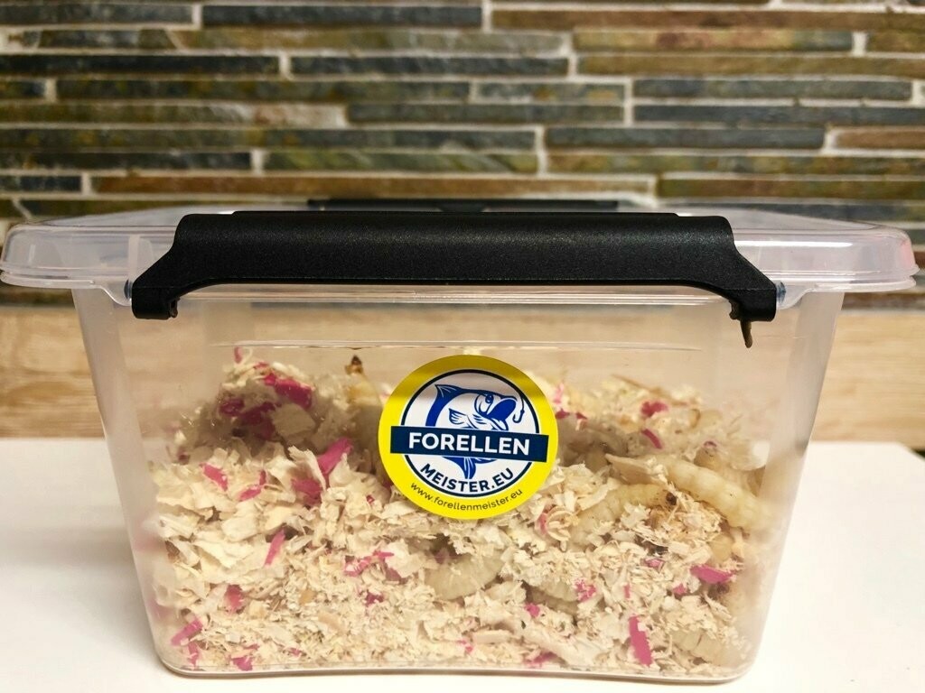 Forellenmeister.eu  XXL Bienenmaden Bigpack                   (80 Stück)