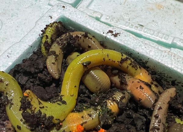 Tauwurm BIG Green NBC Thermobox 12 Stück