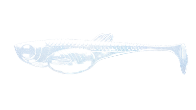 Embrion Shad