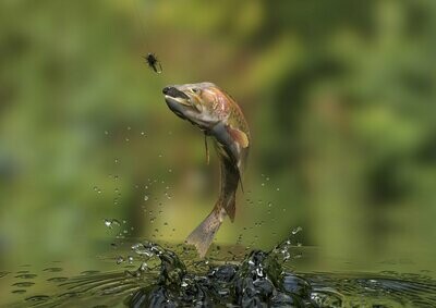 Extras und Sonderangebote