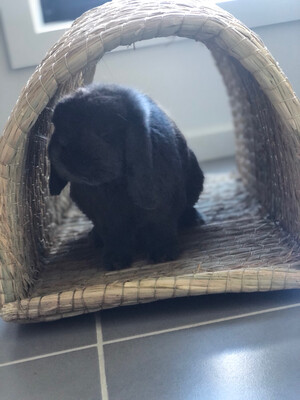 Corn Husk tunnel 58x27×32cm