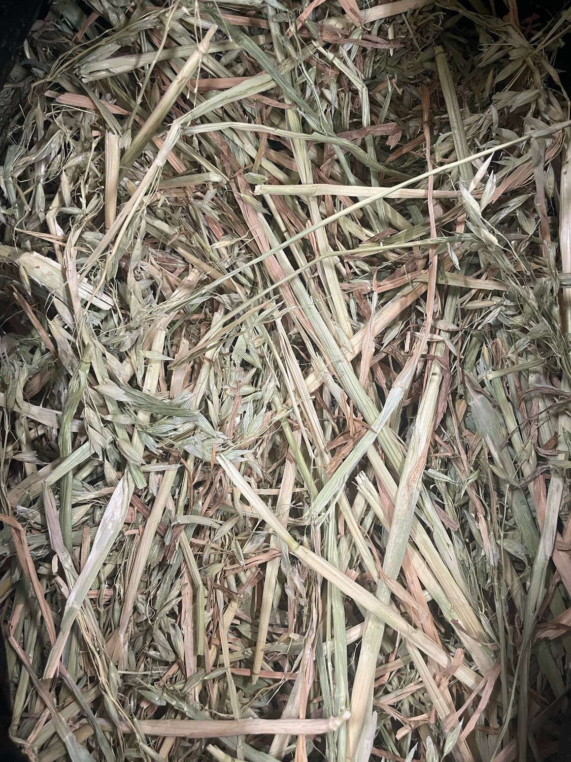 8kg Mini Bale Oaten Hay (less than 90% Green)