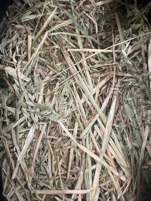 8kg Mini Bale Oaten Hay (less than 90% Green)